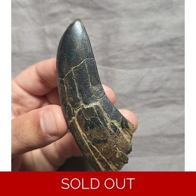 Very Rare Huge Daspletosaurus Tooth Fossil From Tyrannosaurus Rex T-Rex Ancstr